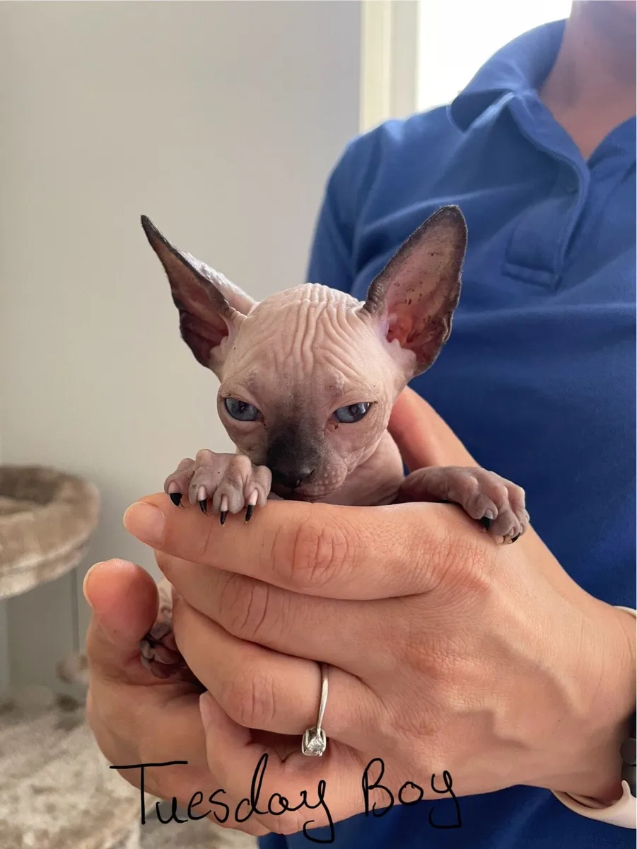 Canadian Sphynx kittens - Image 4