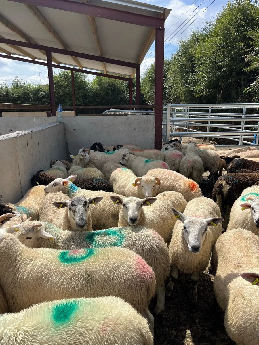 50 super ram lambs for sale - Image 4