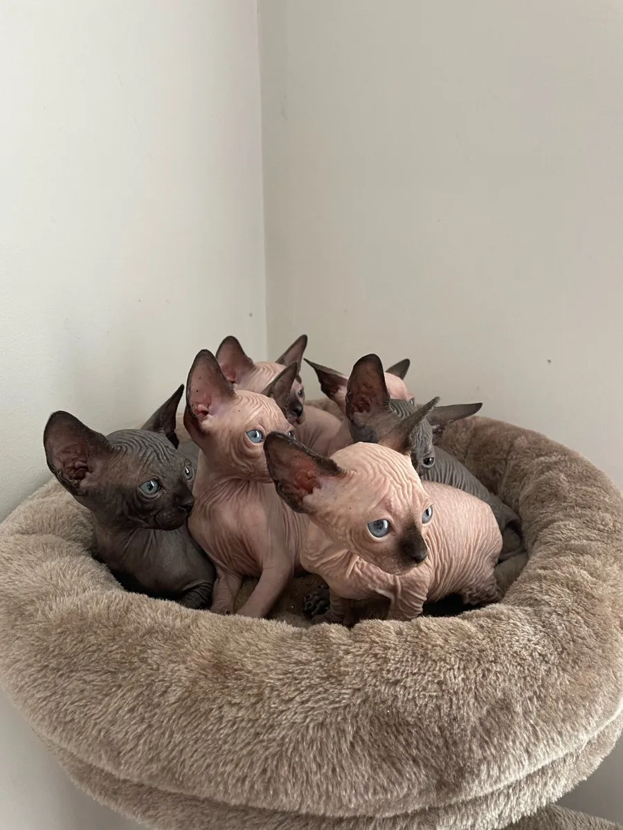 Canadian Sphynx kittens - Image 1