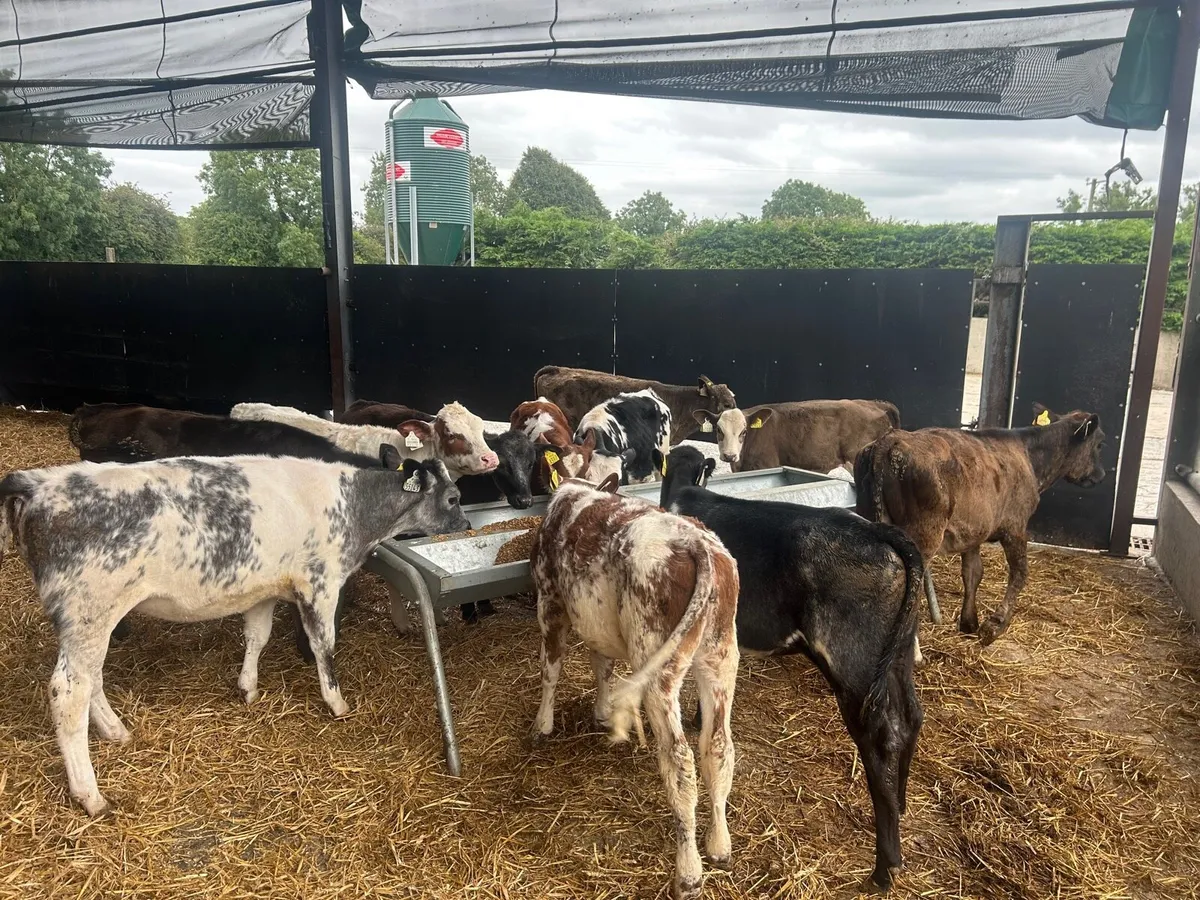 12 super  continental weanling heifers - Image 1
