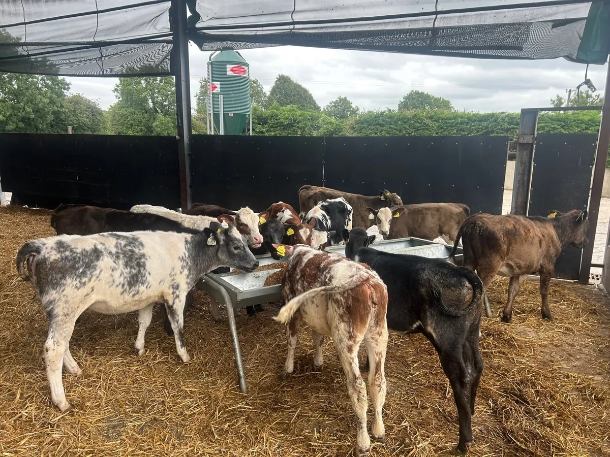 12 super  continental weanling heifers - Image 2