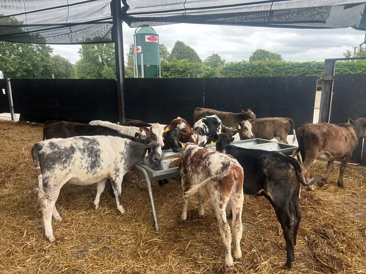 12 super  continental weanling heifers - Image 3