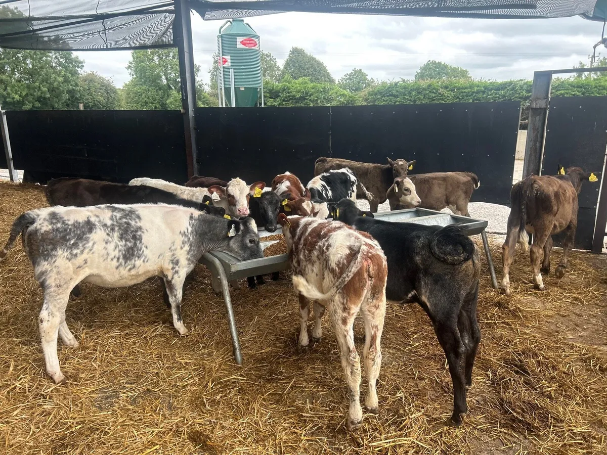 12 super  continental weanling heifers - Image 4