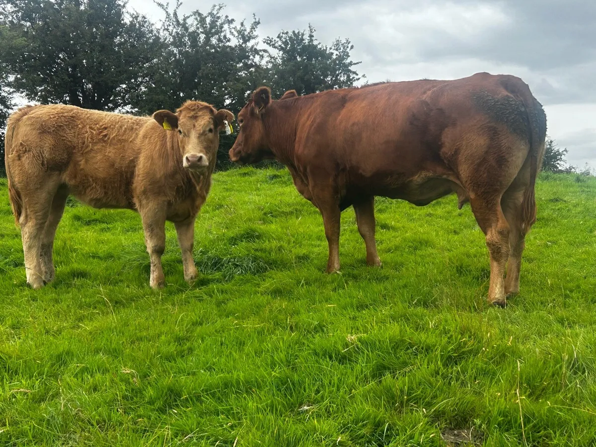 Super 4 Star Limousin Cow & Charolais Heifer Calf - Image 2