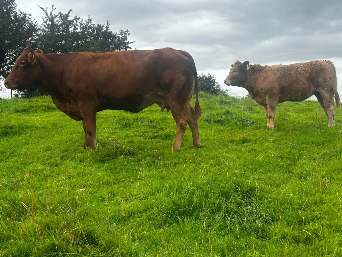 Super 4 Star Limousin Cow & Charolais Heifer Calf - Image 3