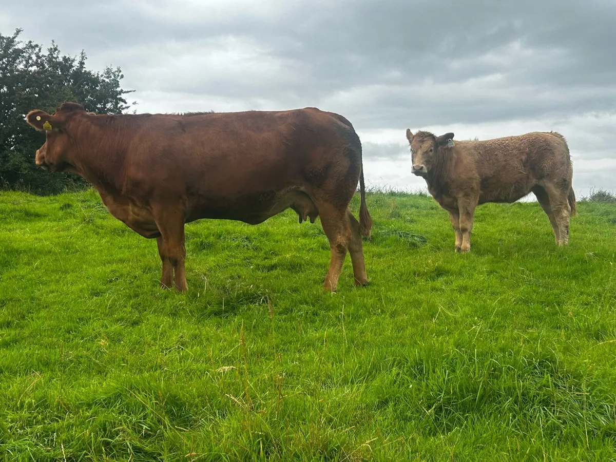 Super 4 Star Limousin Cow & Charolais Heifer Calf - Image 4