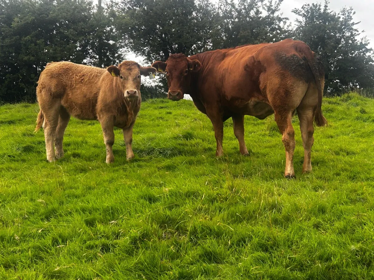 Super 4 Star Limousin Cow & Charolais Heifer Calf - Image 1