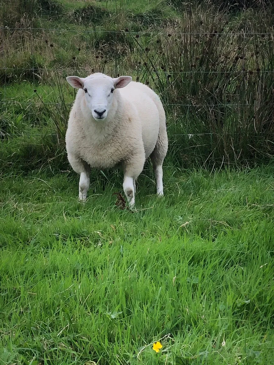 Cheviot ram lamb - Image 1