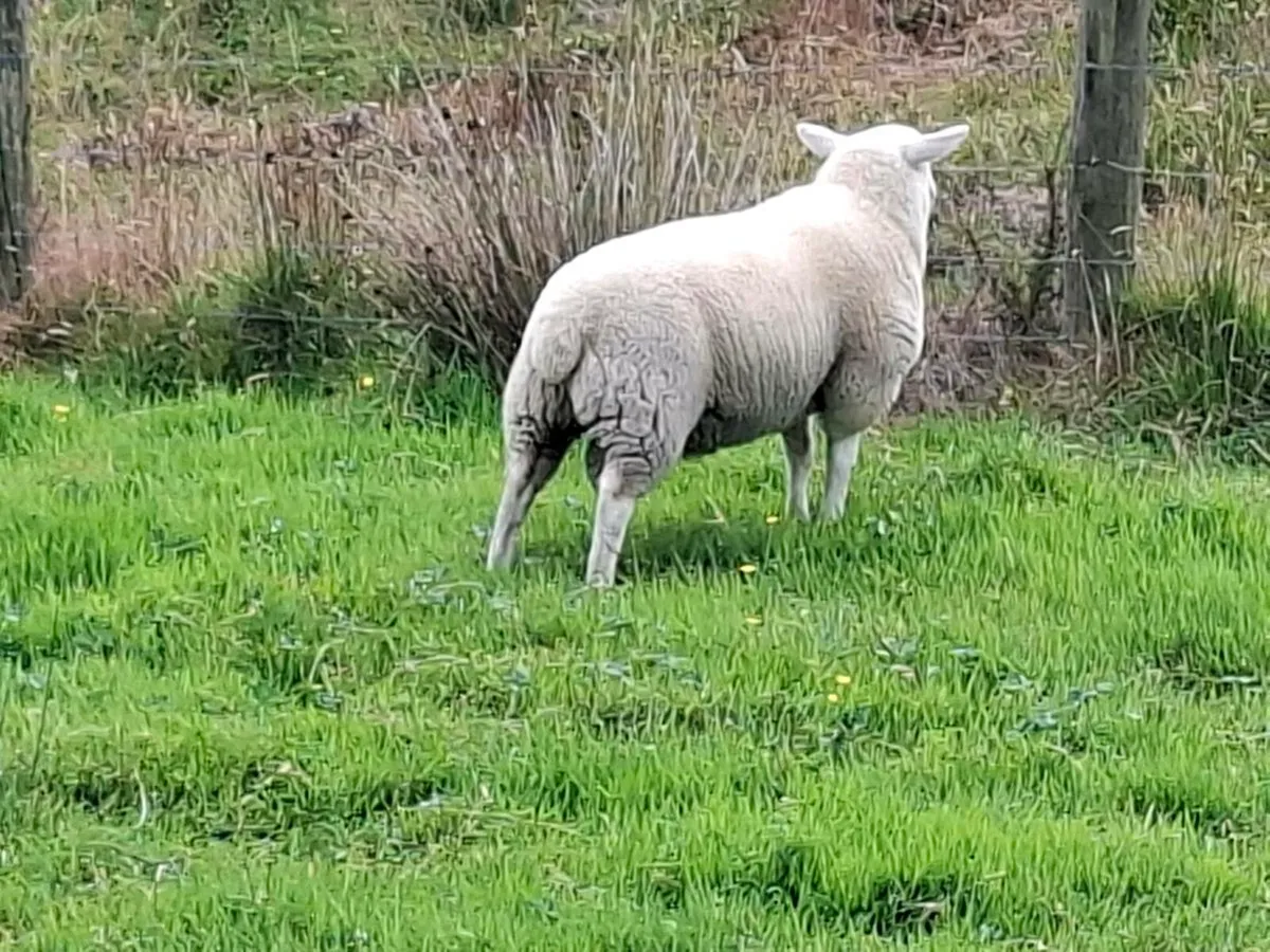 Cheviot ram lamb - Image 2