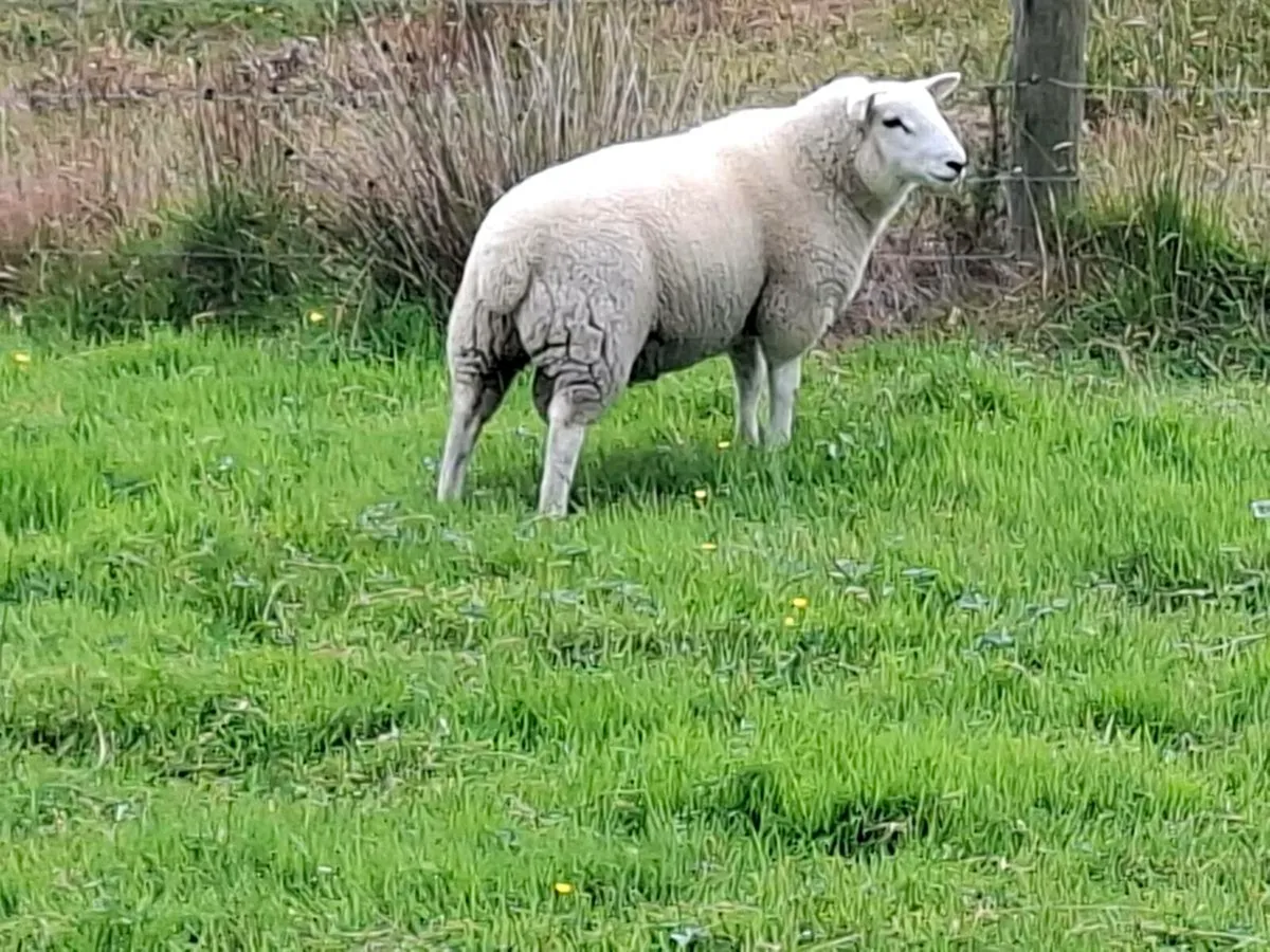 Cheviot ram lamb - Image 3