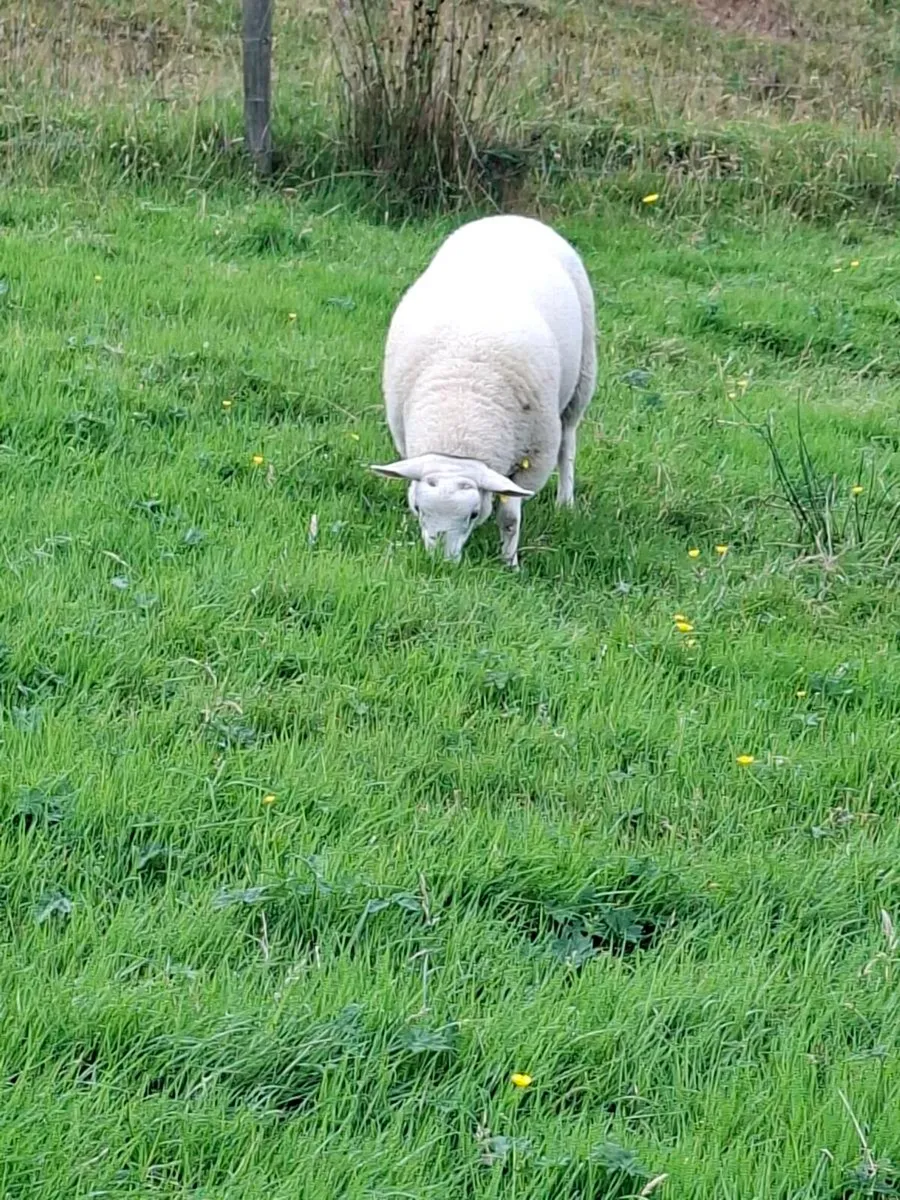 Cheviot ram lamb - Image 4