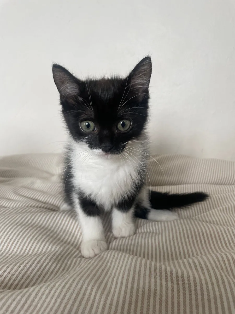 kitten - Image 1