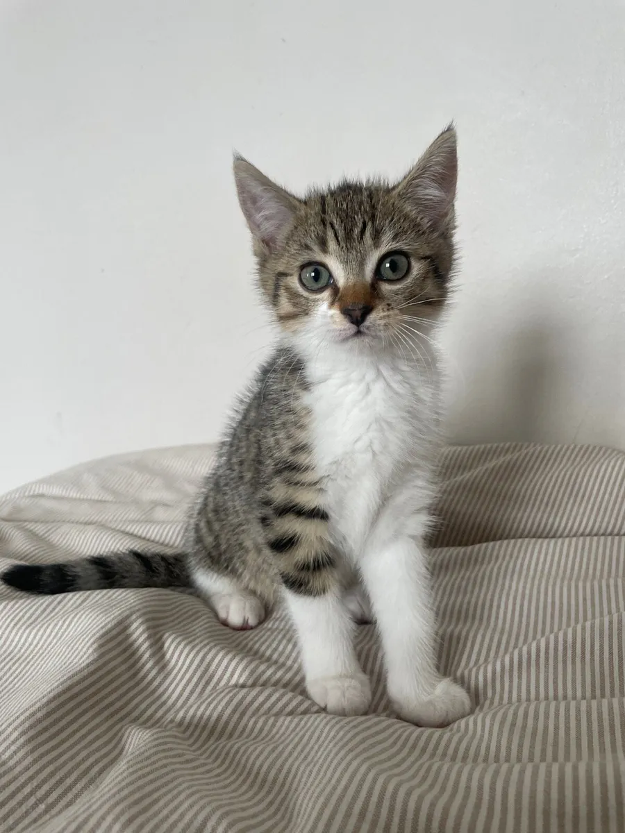 kitten - Image 2