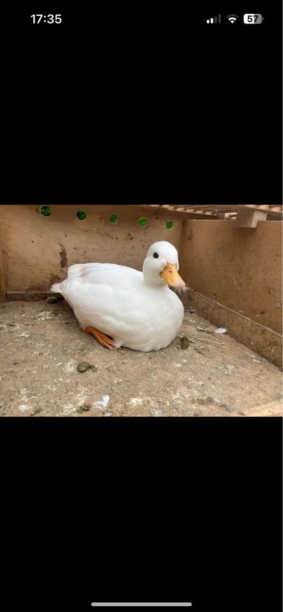 Call ducks - Image 1