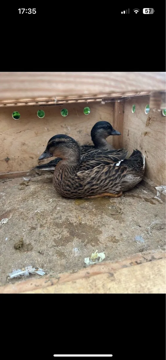 Call ducks - Image 2