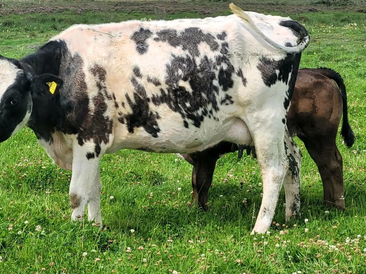 Heifers - Image 1