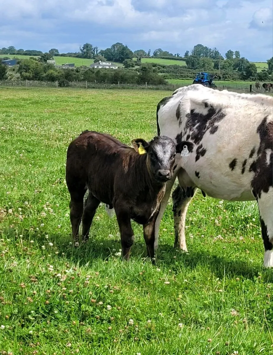 Heifers - Image 2