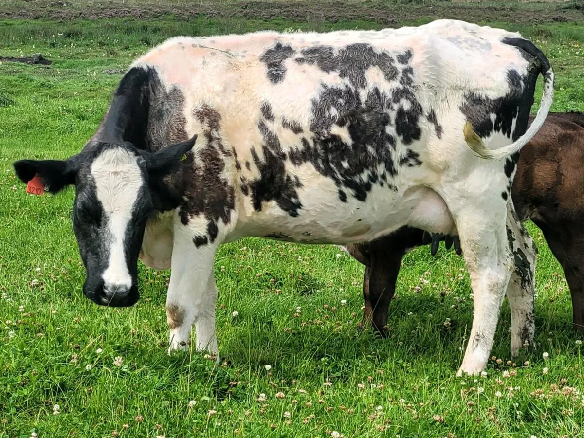 Heifers - Image 3