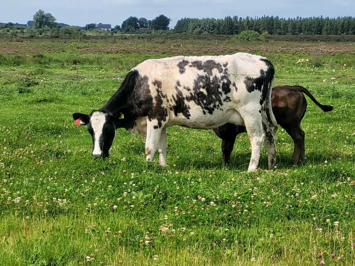 Heifers - Image 4