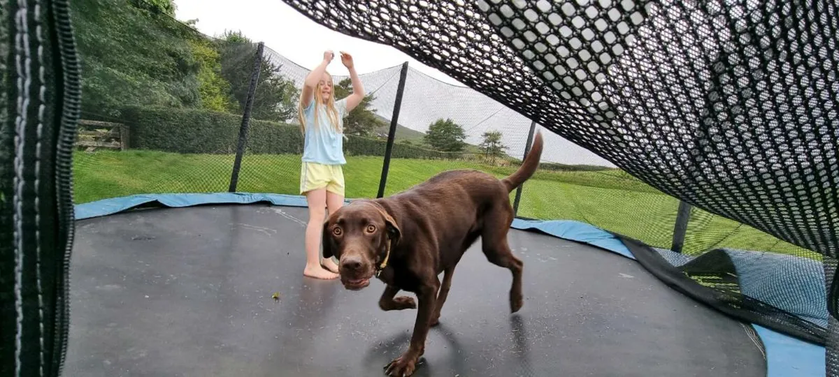 Trampoline 14 foot - Image 1