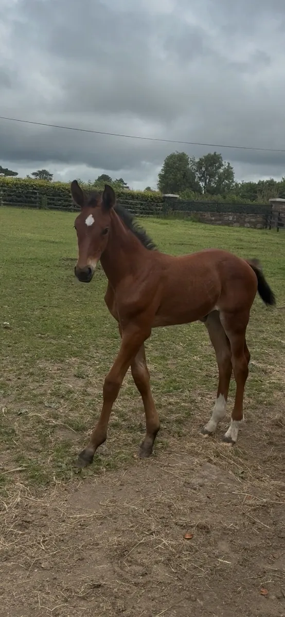 Top showjumping foal