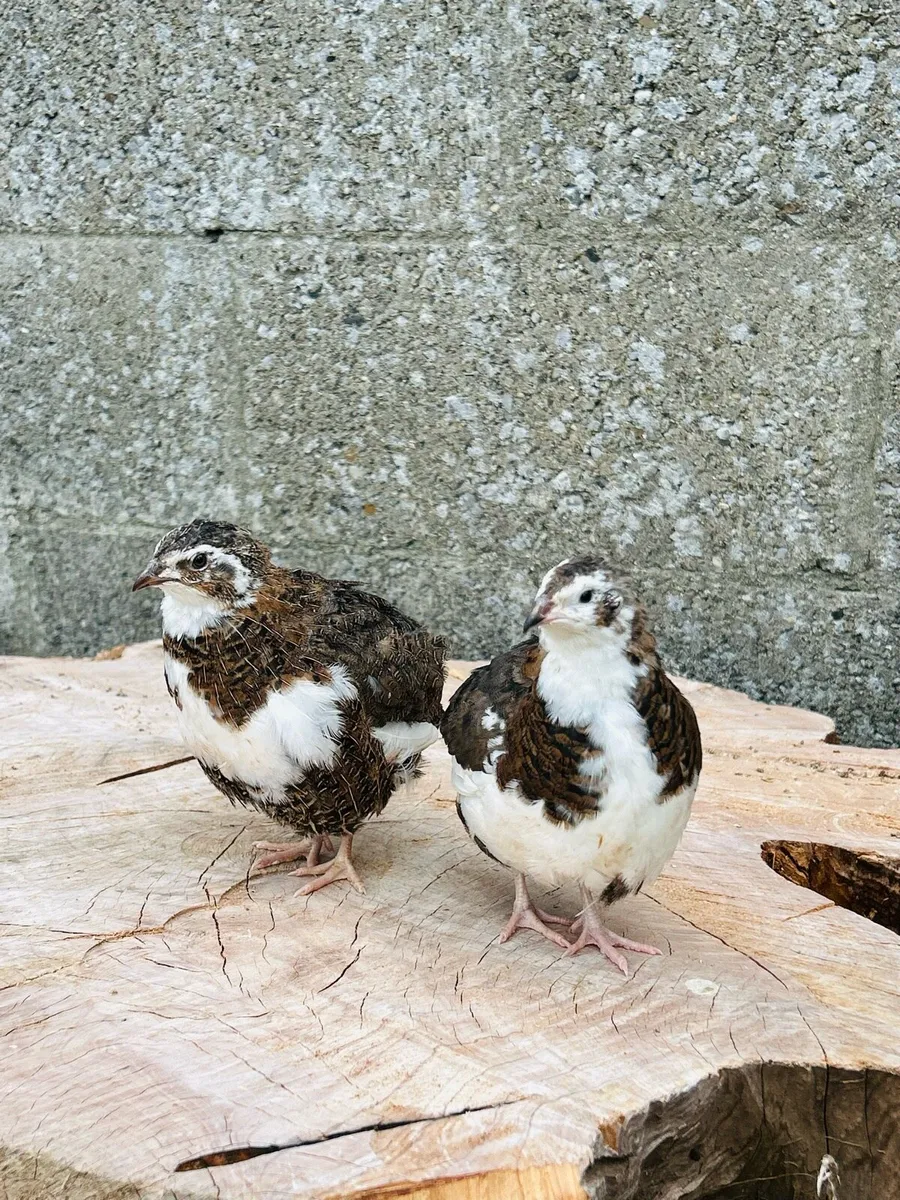 Quails - Image 1