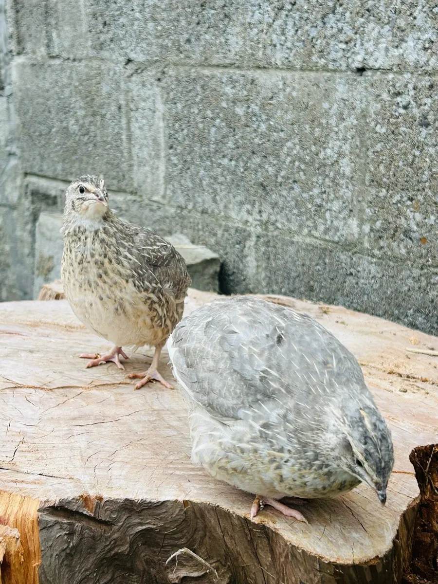 Quails - Image 2