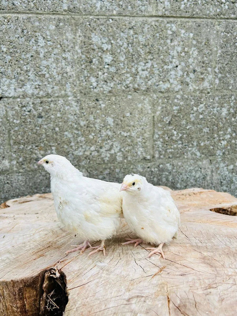 Quails - Image 3