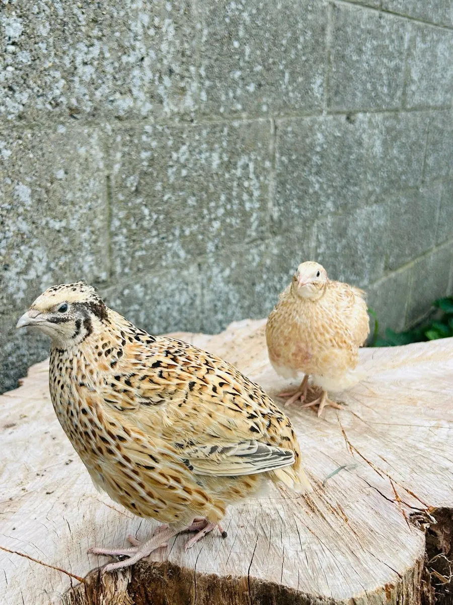 Quails - Image 4