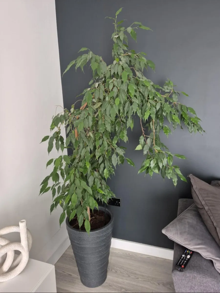 Big plant
