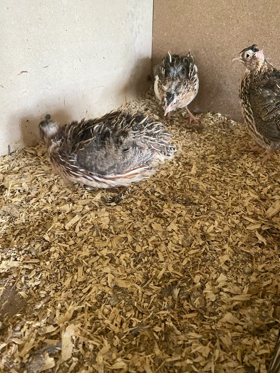 Quail - Image 3