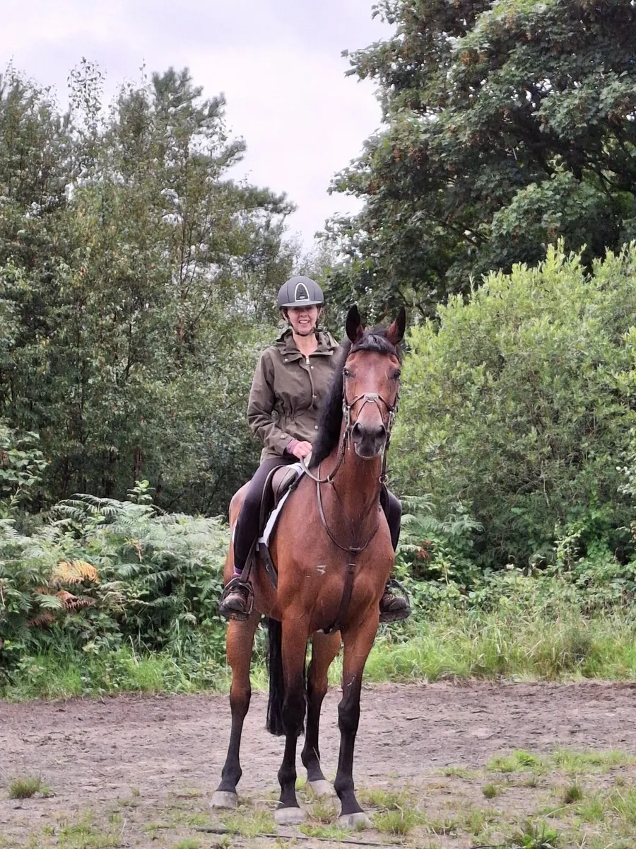 Irish sports horse - Image 1