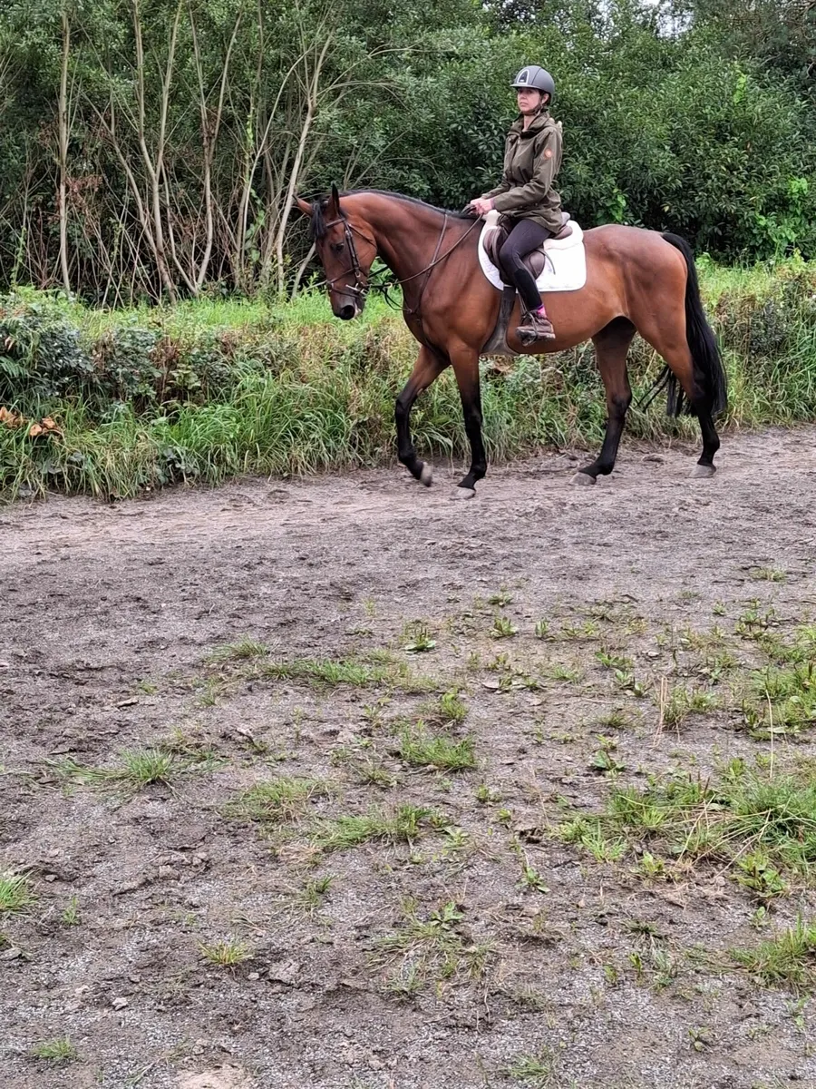 Irish sports horse - Image 2