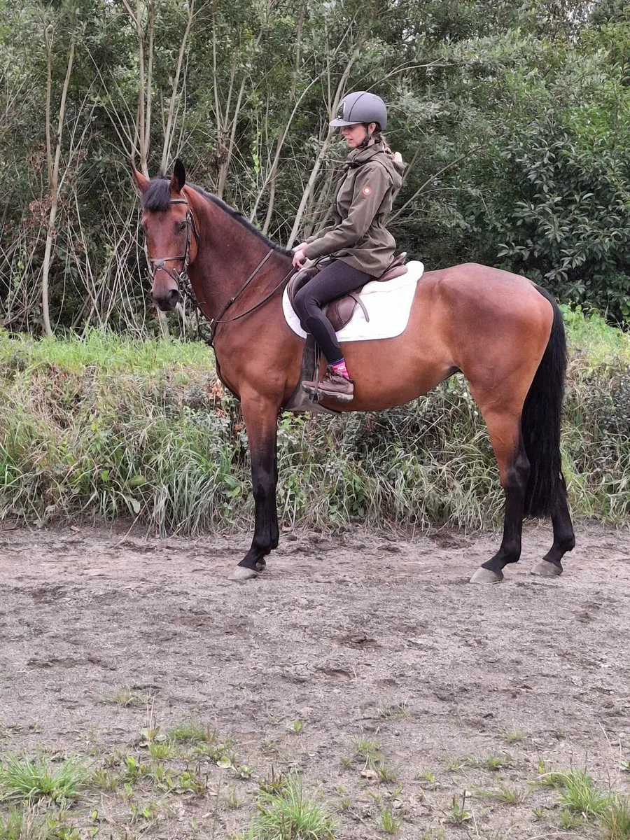Irish sports horse - Image 3