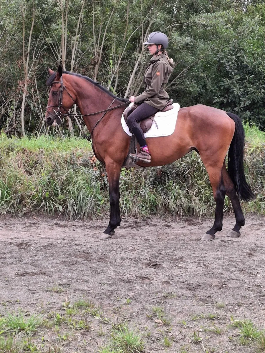 Irish sports horse - Image 4