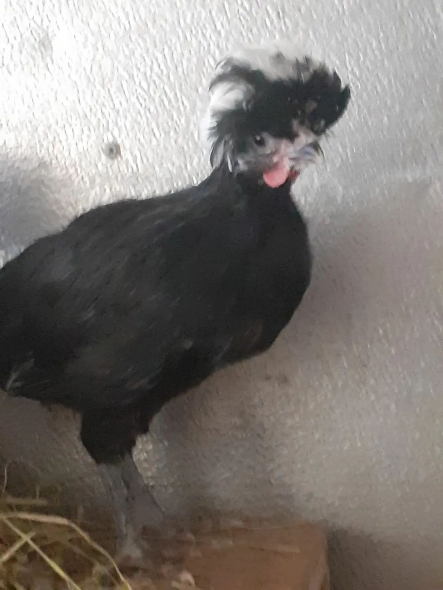 Poultry - Image 3