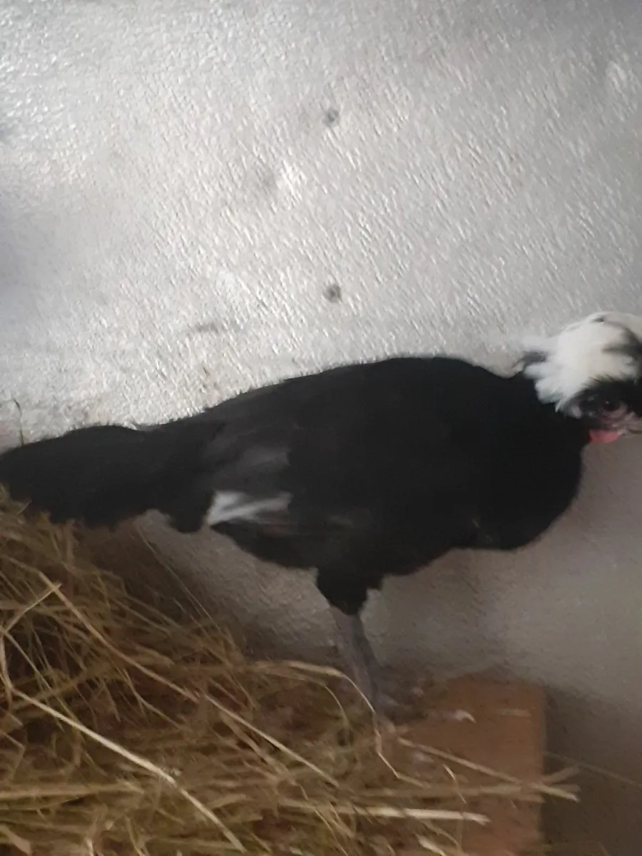 Poultry - Image 4
