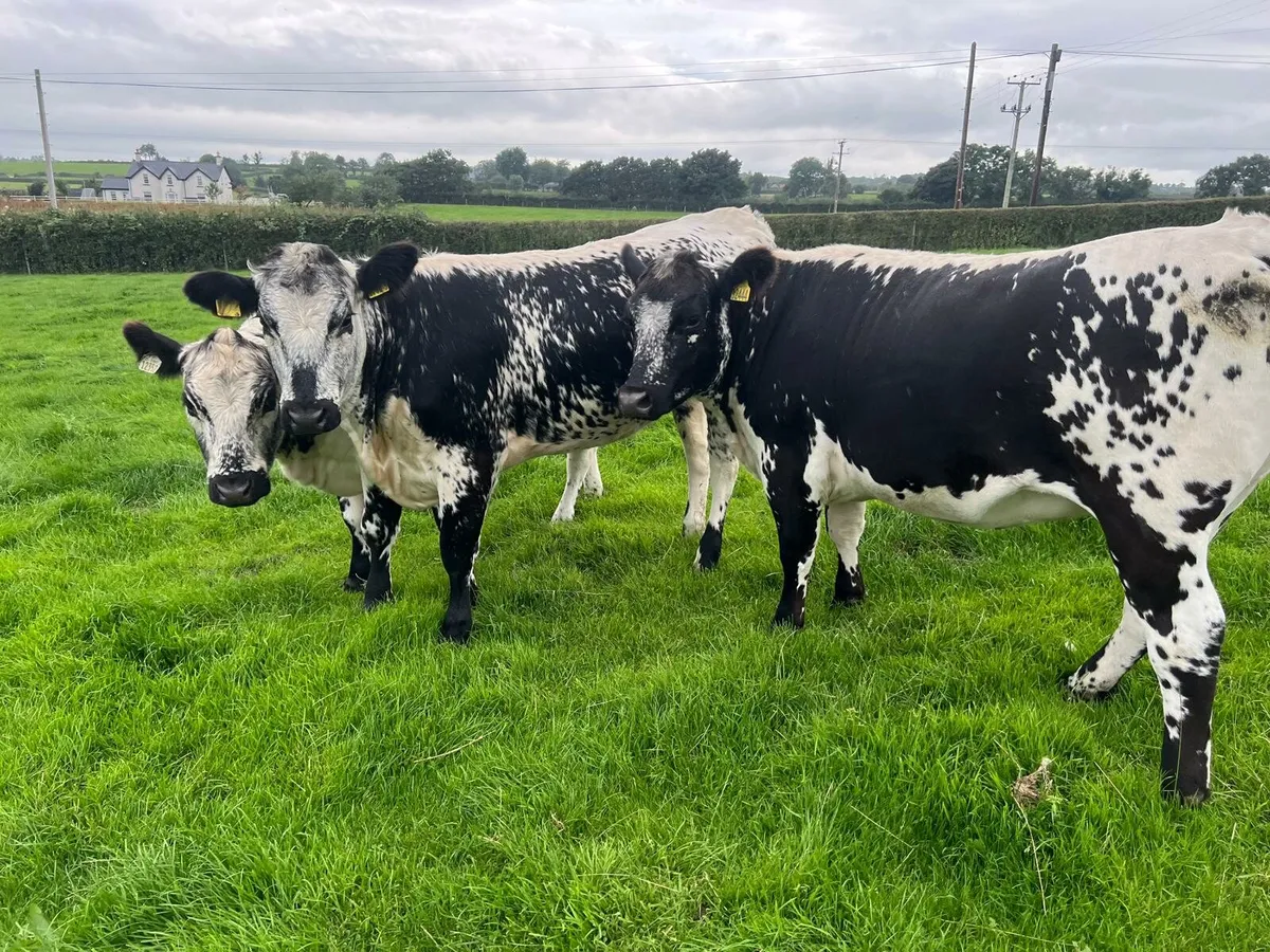 Three Speckled Park Heifers - Image 2