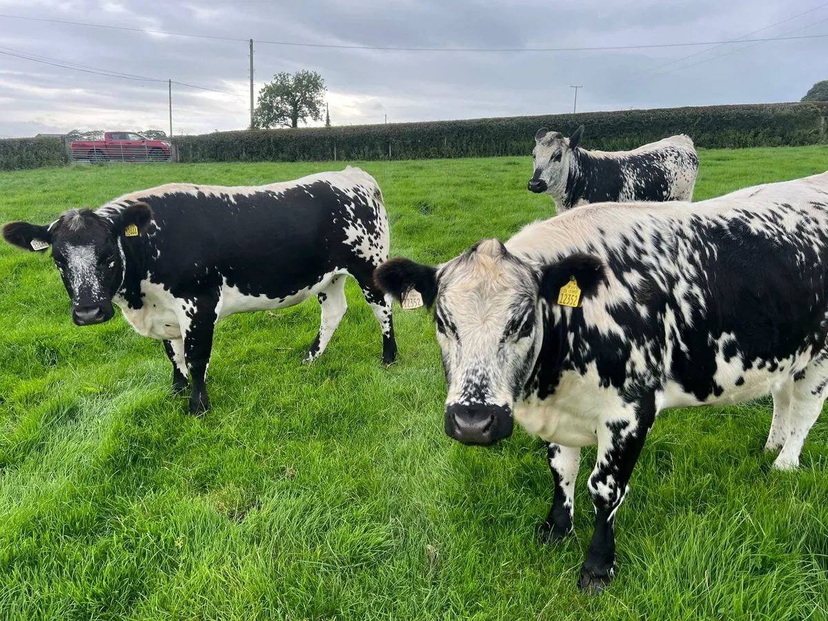 Three Speckled Park Heifers - Image 3