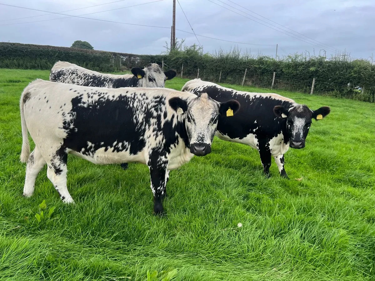 Three Speckled Park Heifers - Image 1