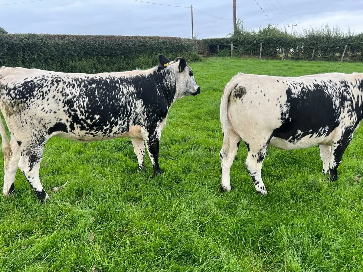 Three Speckled Park Heifers - Image 4