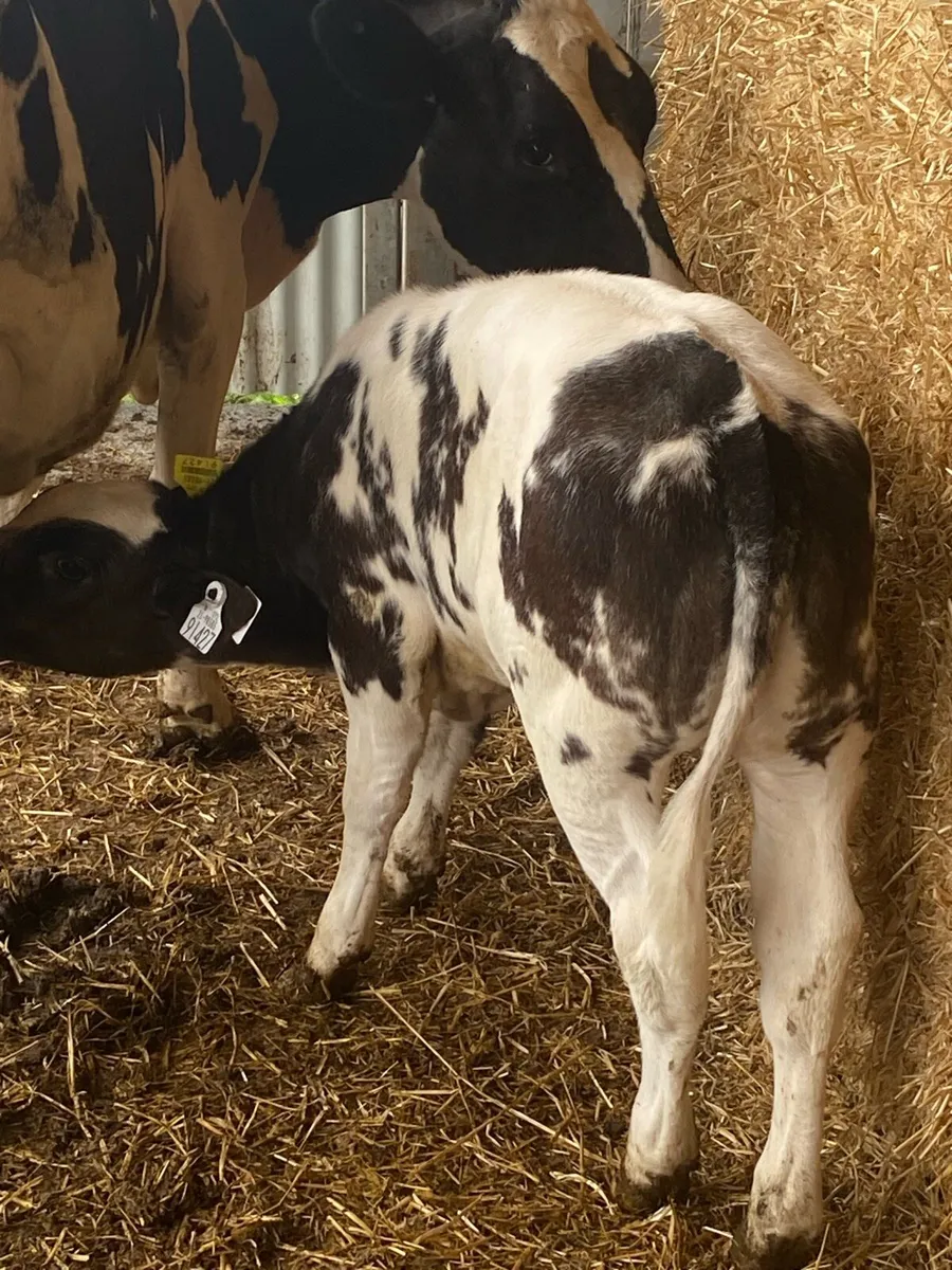 BBX HEIFER CALF - Image 1