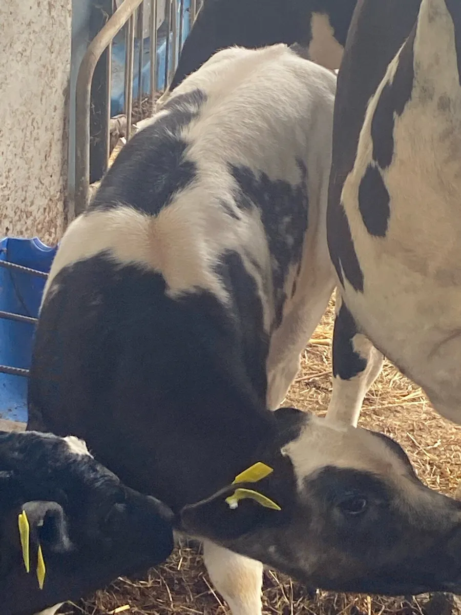 BBX HEIFER CALF - Image 2