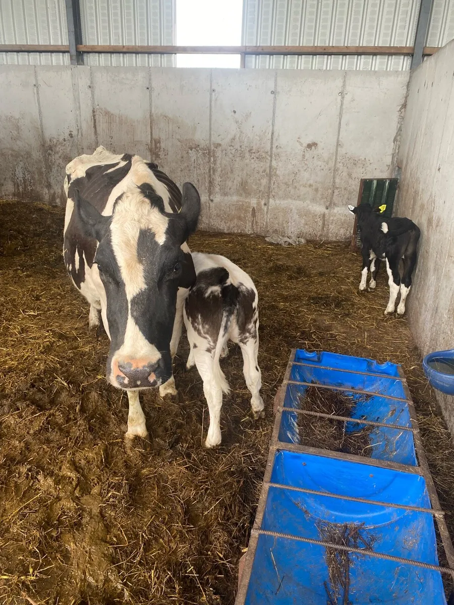 BBX HEIFER CALF - Image 3