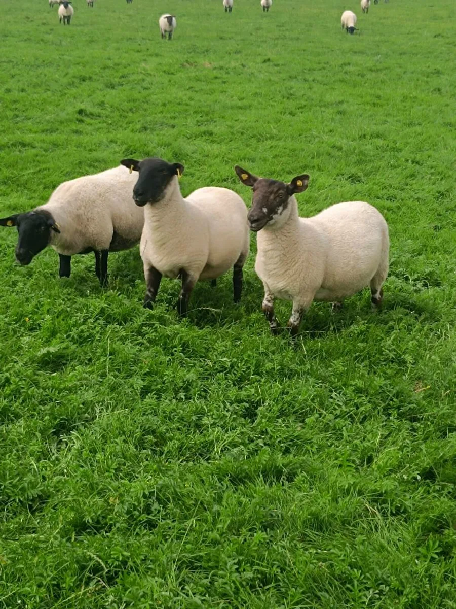 Suffolk hoggets - Image 1