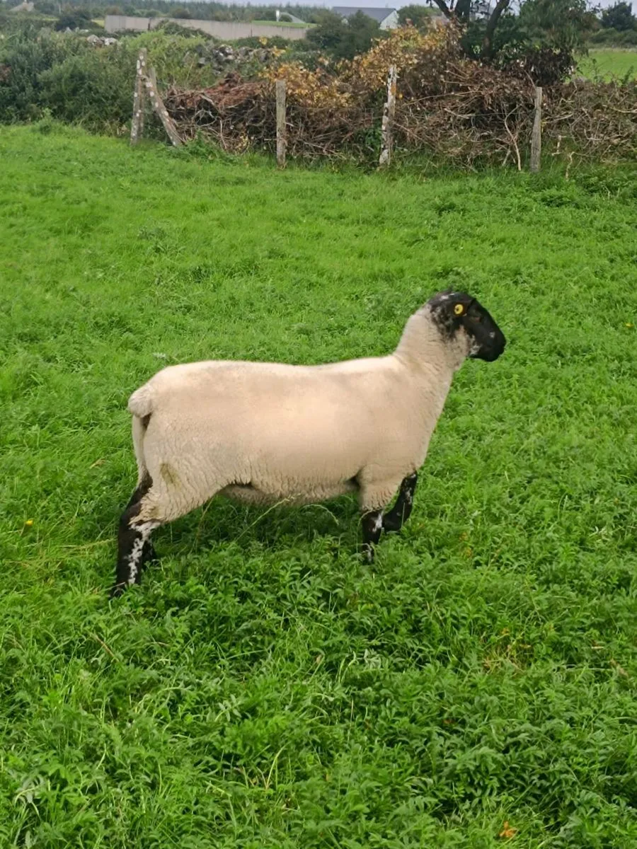 Suffolk hoggets - Image 2
