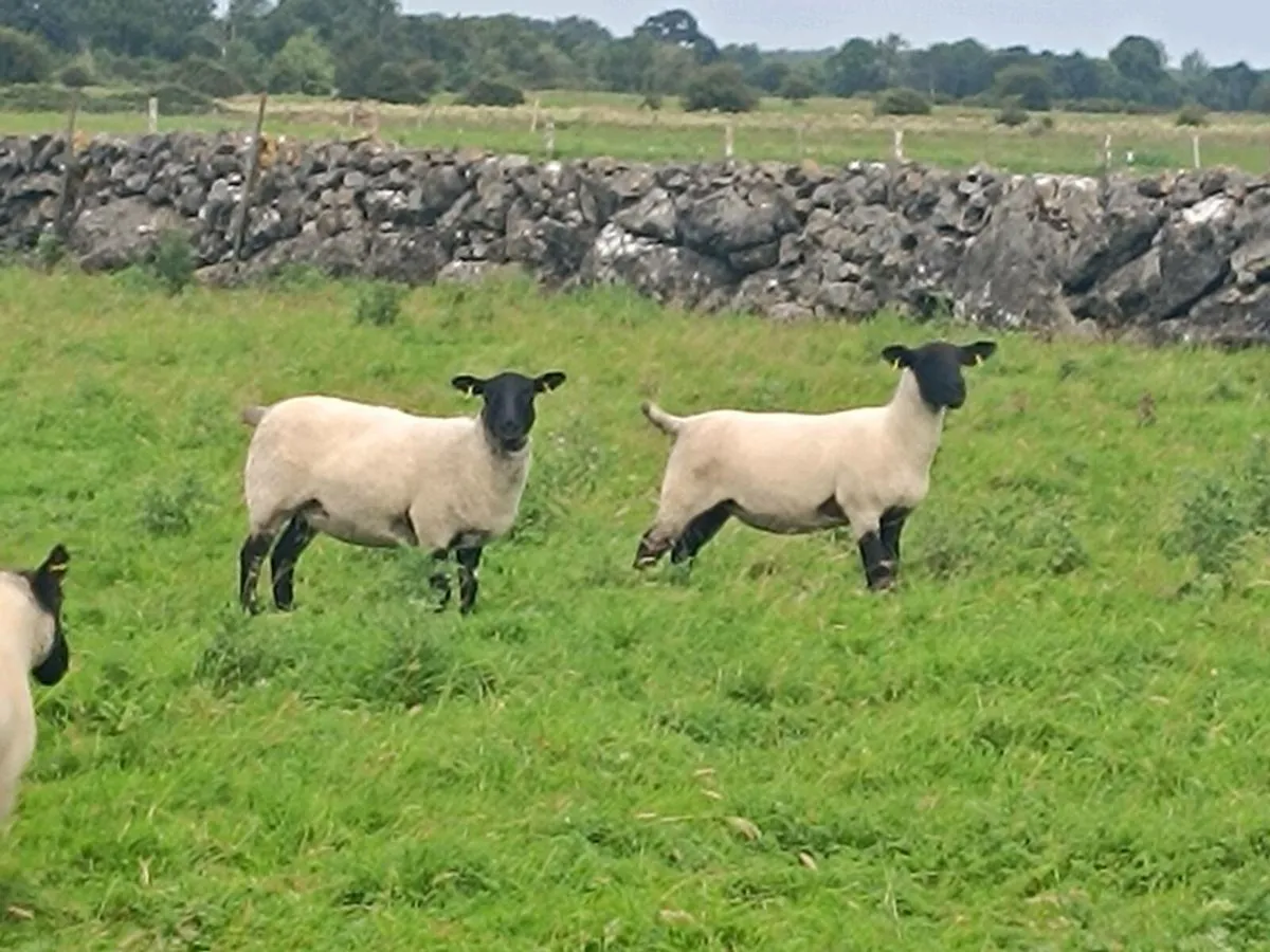 Suffolk hoggets - Image 3