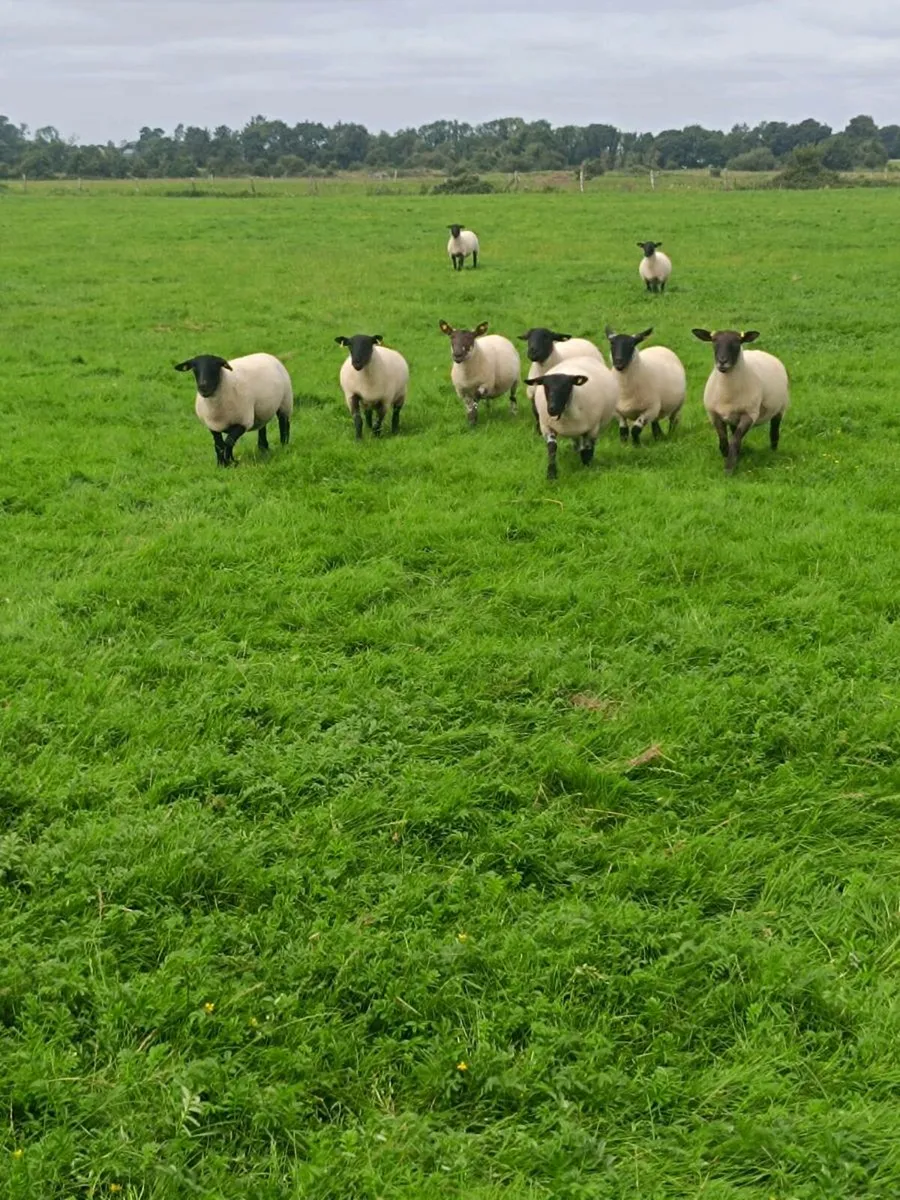 Suffolk hoggets - Image 4