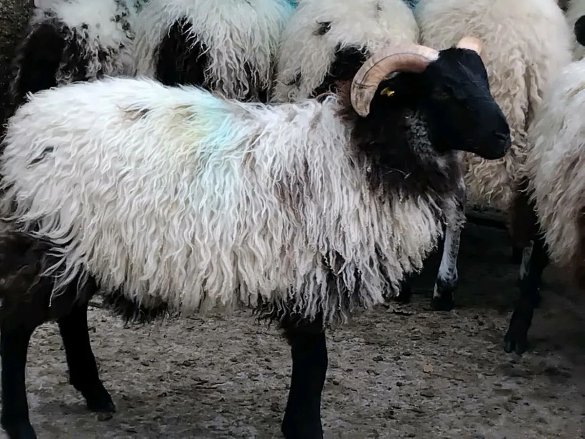 18 Horned Ram Lambs - Image 3