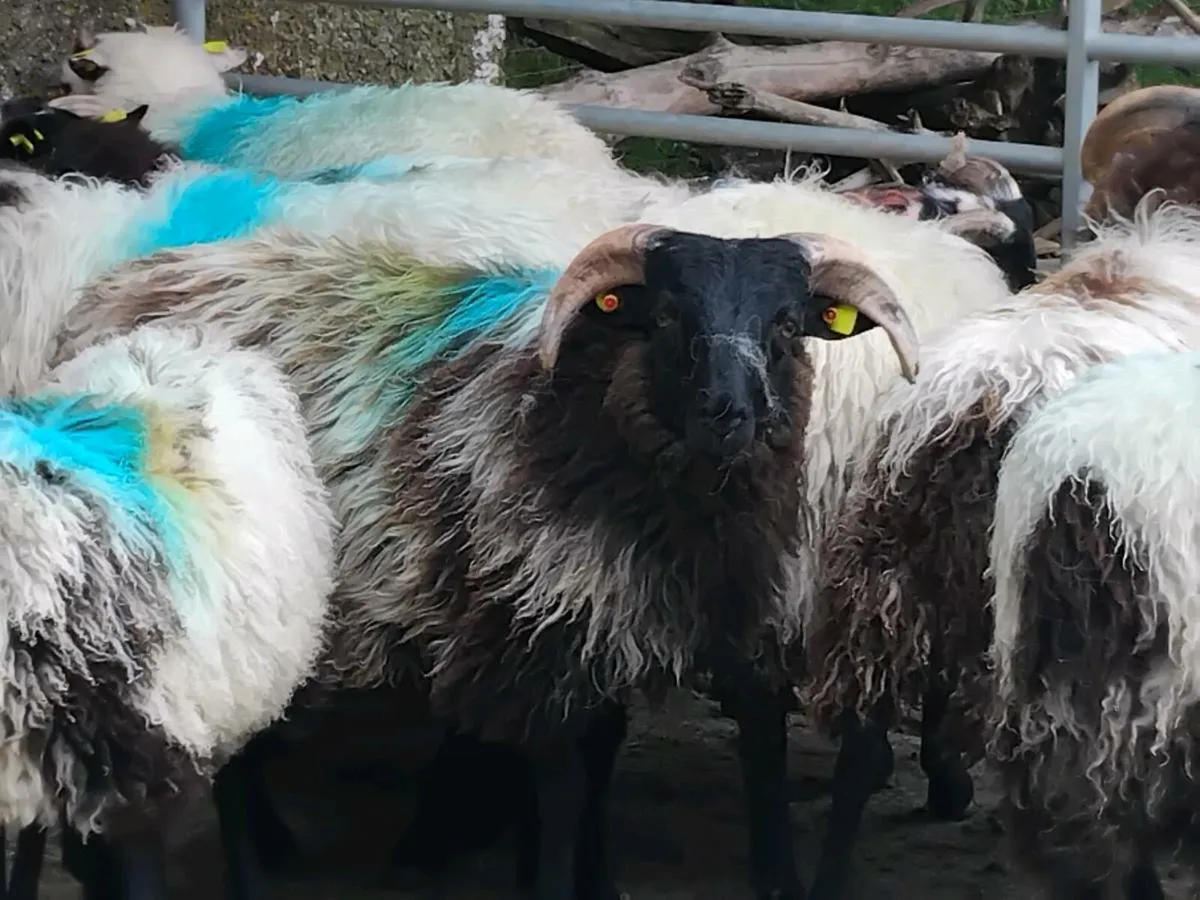 18 Horned Ram Lambs - Image 1